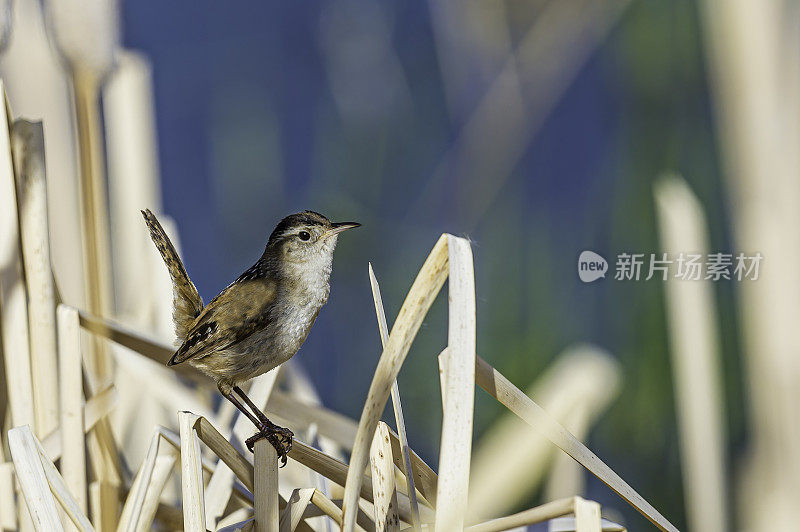 沼泽鹪鹩(Cistothorus palustris)是北美鹪鹩科的一种小型鸣禽。它有时被称为长嘴沼泽鹪鹩，以区别于莎草鹪鹩。马勒尔国家野生动物保护区，俄勒冈州。雀形目,Troglodytida